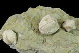 Multiple Blastoid (Pentremites) Plate - Illinois #135614-2